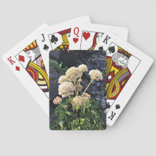 Statsparken Sten, Oregon Kusten Casinokort