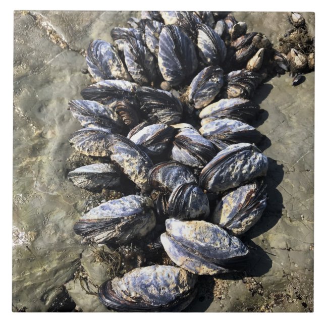 Statsparken Sten, Oregon Kusten Kakelplatta (Framsidan)