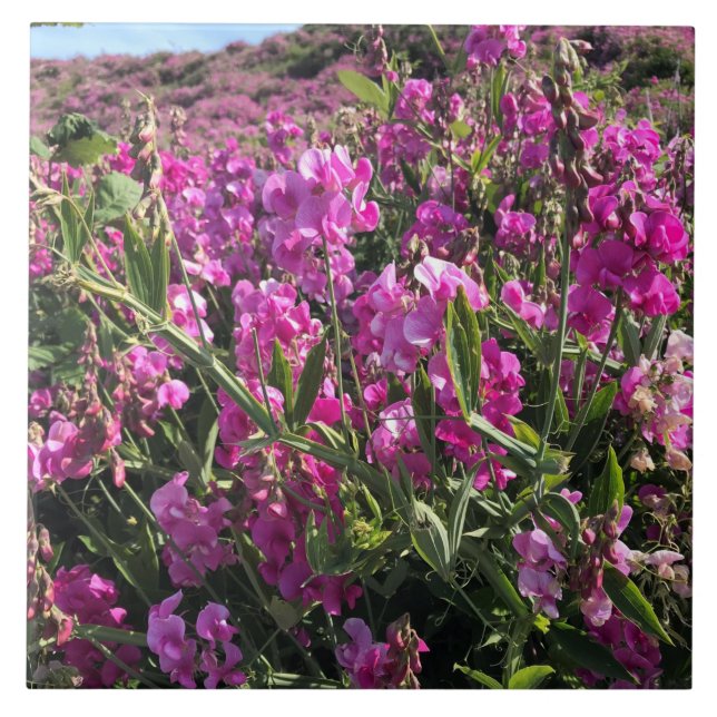 Statsparken Sten, Oregon Kusten Kakelplatta (Framsidan)