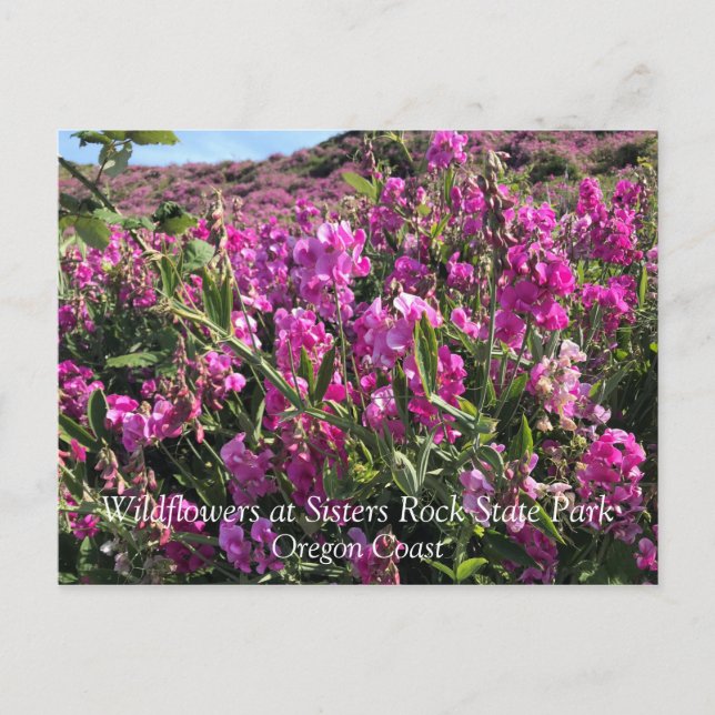 Statsparken Sten, Oregon Kusten Vykort (Framsida)