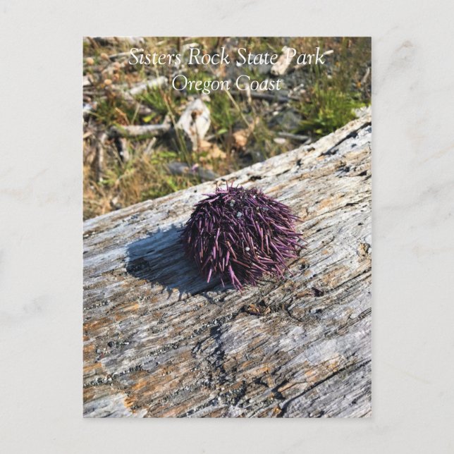 Statsparken Sten, Oregon Kusten Vykort (Framsida)