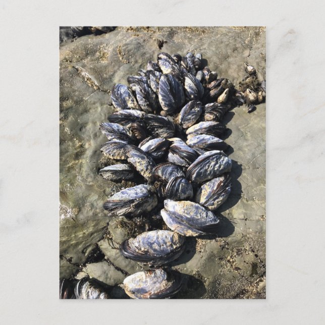 Statsparken Sten, Oregon Kusten Vykort (Framsida)