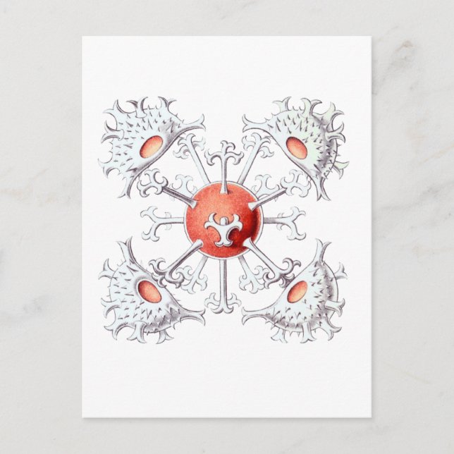 Staurastrum Vykort (Framsida)