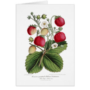 Stawberry Hälsningskort
