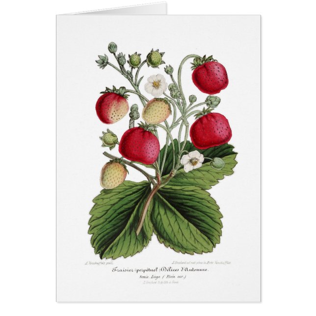 Stawberry Hälsningskort (Framsidan)