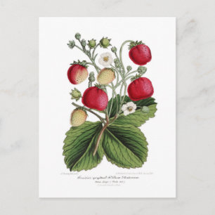 Stawberry Vykort