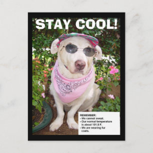 STAY COOLA! VYKORT