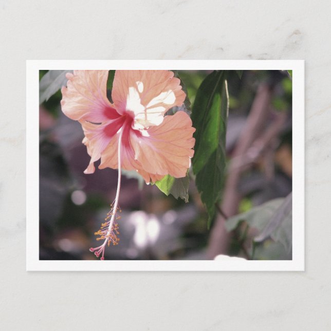 STC_0027 VYKORT (Framsida)