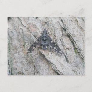 Stealth-Vinge Fly Postcard Vykort