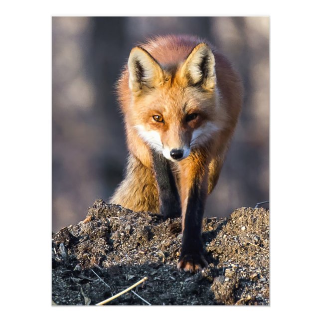 Stealthy Fox Fototryck (Framsidan)