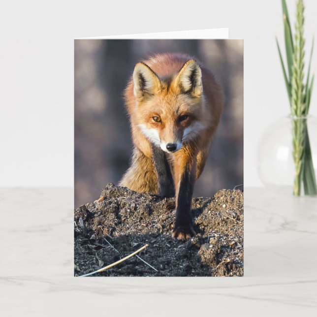 Stealthy Fox Kort (Framsida)