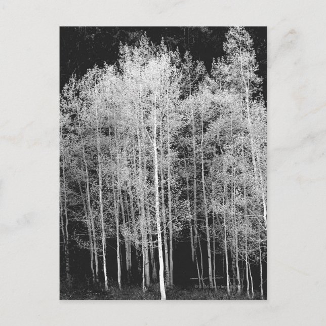 Steamboat, Routt County, Colorado Vykort (Framsida)