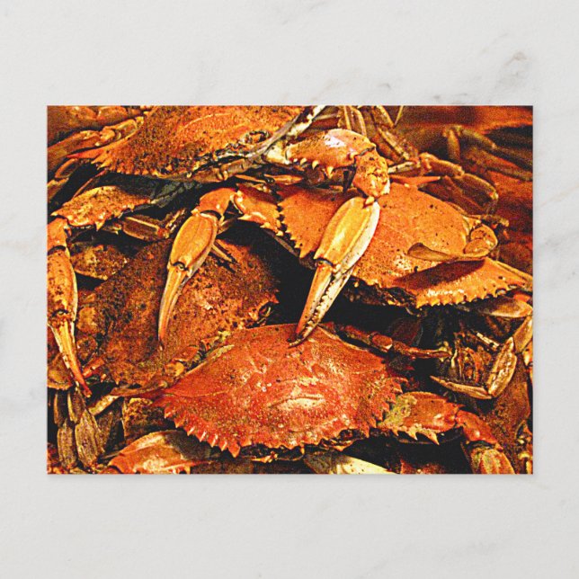 Steamed Maryland Hard Crabs Vykort (Framsida)