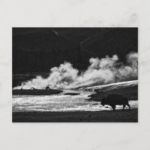 Steaming Bison - vykort