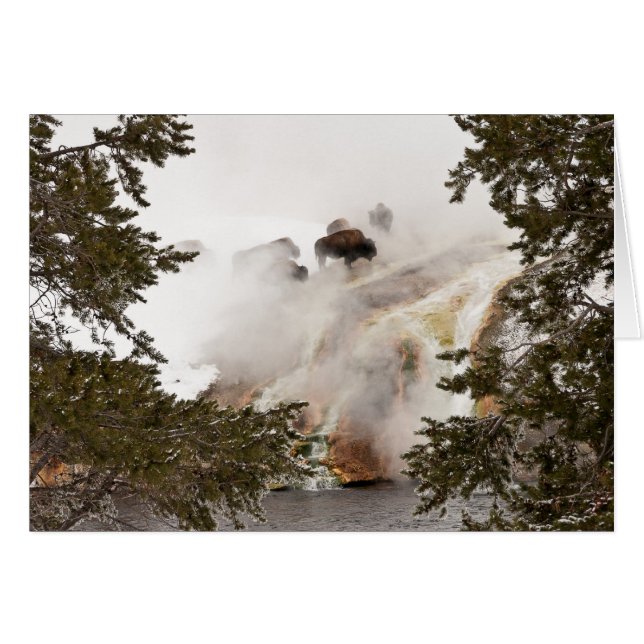 Steamy Bison i Yellowstone National Park Card Hälsningskort (Framsidan Horizontal)