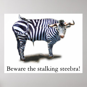 Steebra Poster