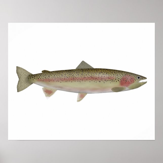 Steelhead - Kronfas Poster (Framsidan)
