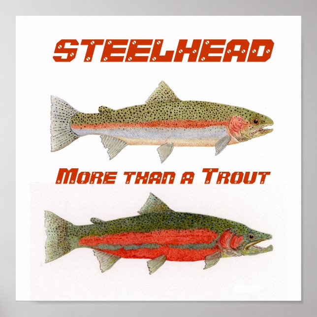 Steelhead Poster (Framsidan)
