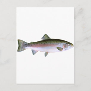 Steelhead Rainbow Trout Fishing Logotyp Vykort
