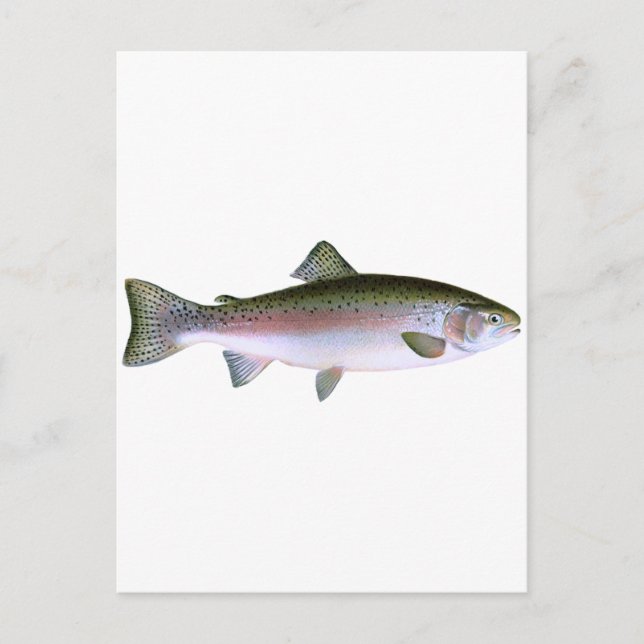 Steelhead Rainbow Trout Fishing Logotyp Vykort (Framsida)