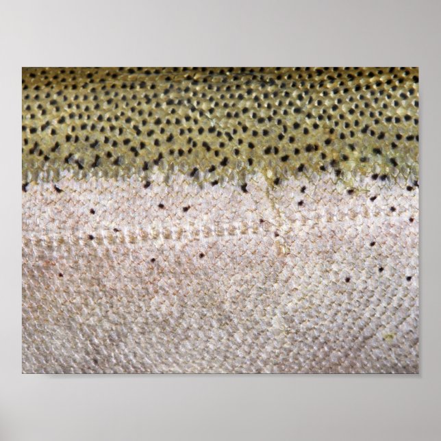 Steelhead Trout Poster (Framsidan)