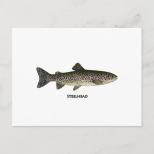 Steelhead (Underbara Sjöar) Vykort