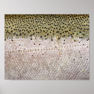 Steelheadforellaffisch Poster