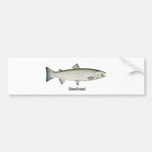 Steelheadregnbågeforell Bildekal