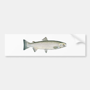 Steelheadregnbågeforell Bildekal
