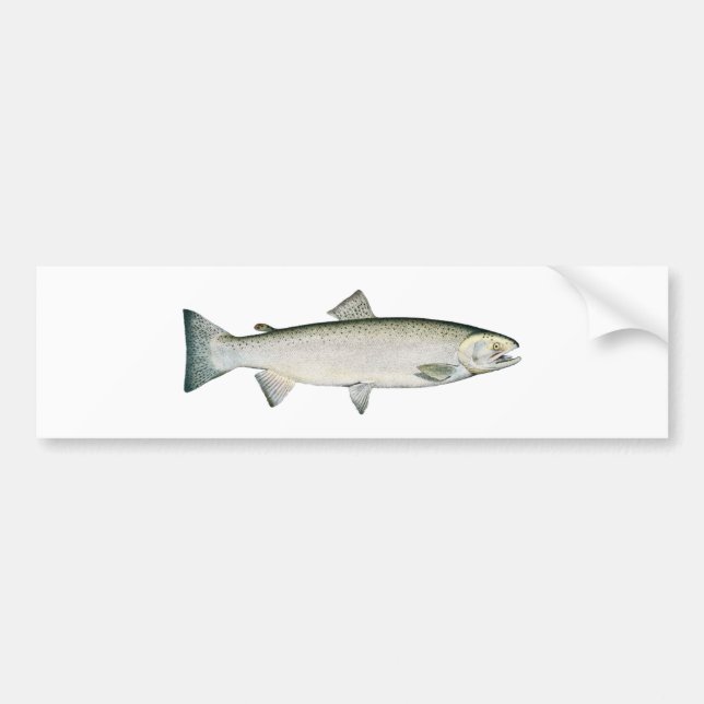 Steelheadregnbågeforell Bildekal (Framsidan)