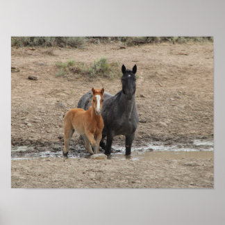 Steens mare och föl poster
