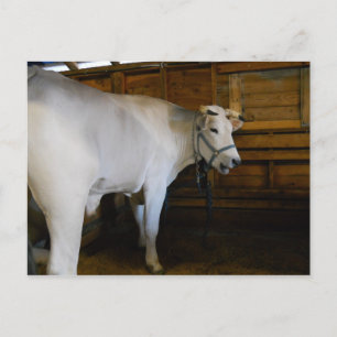 Steer Vykort