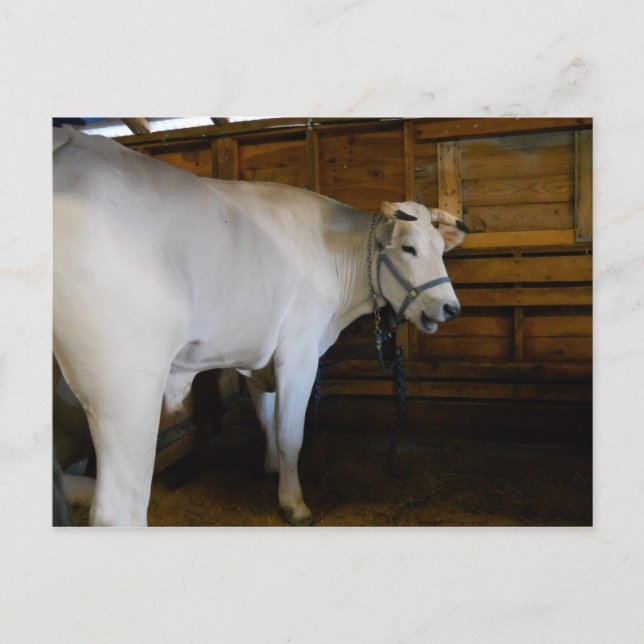 Steer Vykort (Framsida)