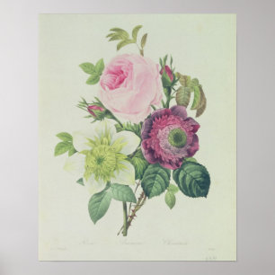, Steg anemonen och Clematide Poster