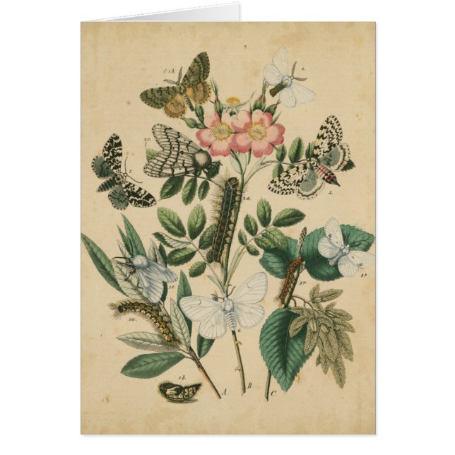 Steg av Butterfly Life by Vision Studio Hälsningskort (Framsidan)