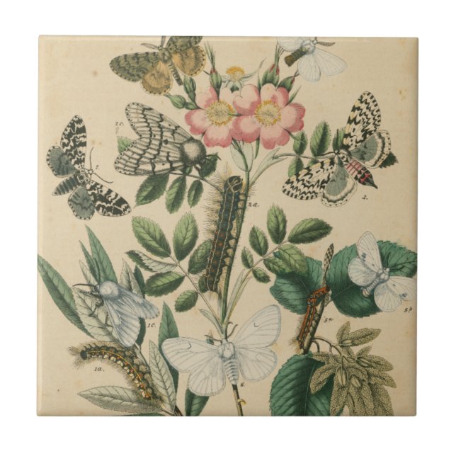 Steg av Butterfly Life by Vision Studio Kakelplatta (Framsidan)