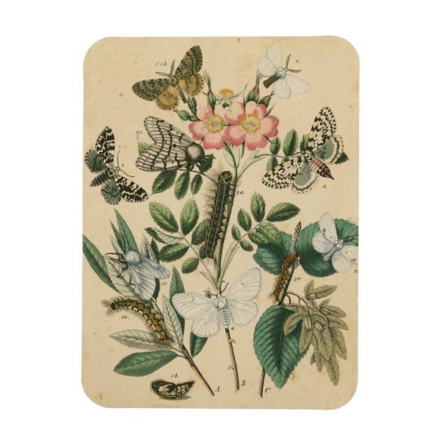 Steg av Butterfly Life by Vision Studio Magnet (Vertikal)