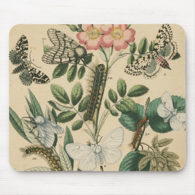 Steg av Butterfly Life by Vision Studio Musmatta (Framsidan)