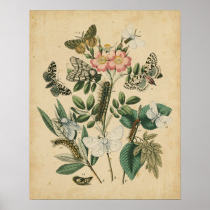 Steg av Butterfly Life by Vision Studio Poster