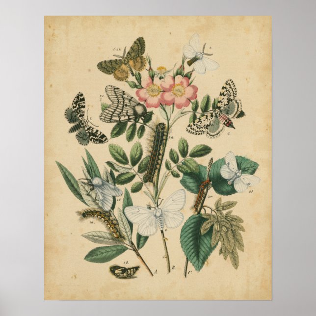 Steg av Butterfly Life by Vision Studio Poster (Framsidan)