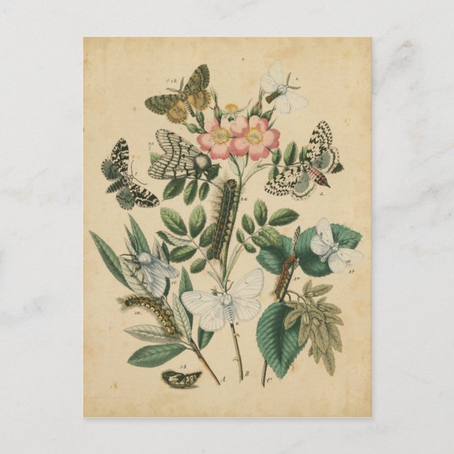 Steg av Butterfly Life by Vision Studio Vykort (Framsida)