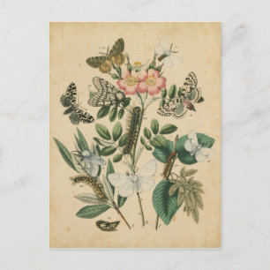 Steg av Butterfly Life by Vision Studio Vykort