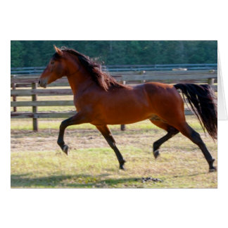 Steg High Hälsningskort