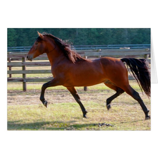 Steg High Hälsningskort (Framsidan Horizontal)