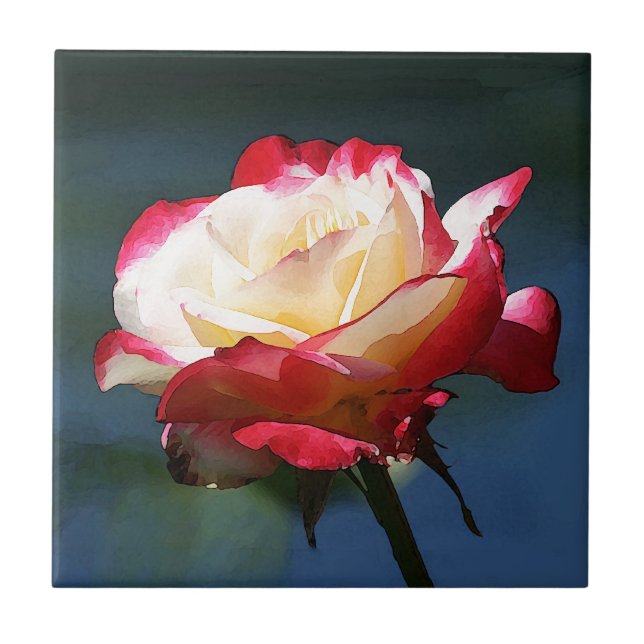 Steg hybrid- tea "för dubbel fröjd" kakelplatta (Framsidan)