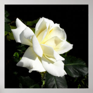 Steg hybrid- tea för Pascali vit Poster