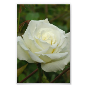 Steg hybrid- Tea "Fru Herbert Stevens" för vit Fototryck