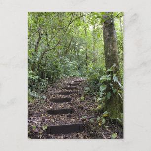 Steg i stigande på väg. Tropical Cloud Forest Vykort