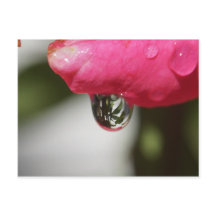 Steg med en beskåda