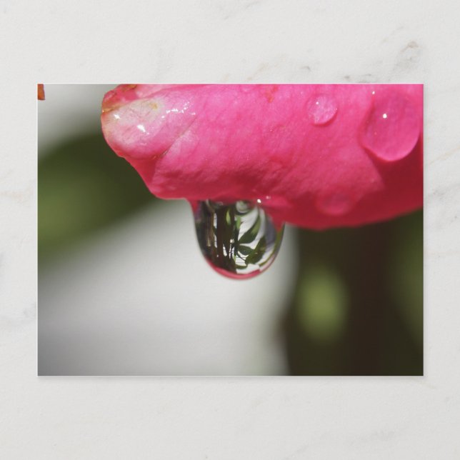 Steg med en beskåda vykort (Framsida)